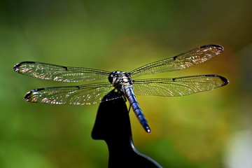 Beautiful Backyard Dragonfly in North Carolina