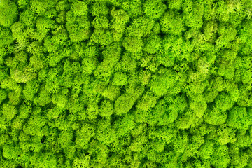 Green decorative moss texture. Wall from moss background.