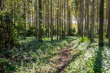 The trees and the canopy of young poplar trees on the bank of the Danube River