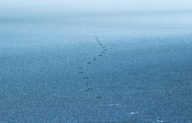 fox-prints in snow
