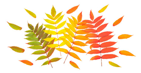 Autumn leaves isolated white background Autumn floral flat lay