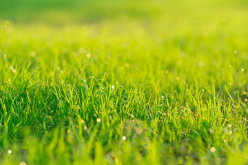Fresh young green grass with dew.  Morning grass. Dew on grass. Natural background. Summer.