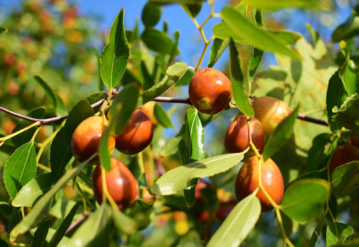 Ziziphus jujuba, commonly called jujube, red date, Chinese date is a species of Ziziphus in the buckthorn family. Fruit ripening.