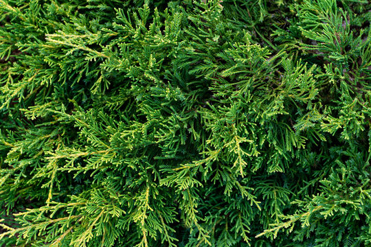 Green branches of juniper closeup. Natural background texture
