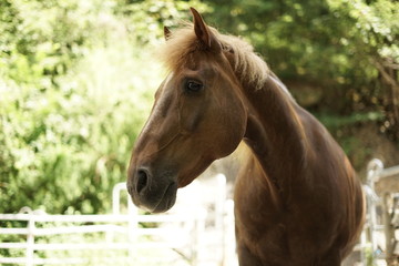 Fototapeta premium Pferd