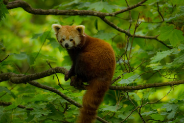 Naklejka premium red panda in a tree