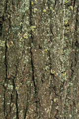 lichen on a tree bark close up. texture. background