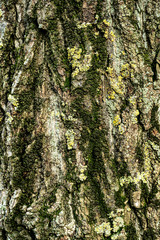 bark of a tree. bark on a tree trunk covered with moss and lichen close up. texture. background