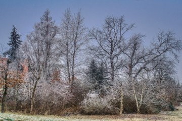oszronione drzewa pokryte szadzią, drzewa w parku  w zimowy mroźny poranek