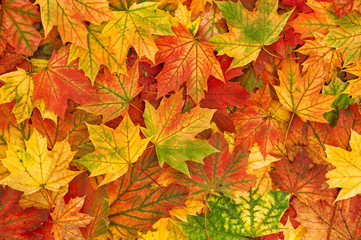 Naklejka na ściany i meble Maple leaves Autumn red yellow background texture