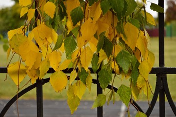 Hanging birch branches with yellow and green leaves