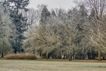 zimowy krajobraz z drzewami pokrytymi szronem, mglisty mroźny zimowy dzień w parku