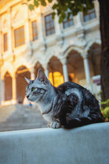 Cat in front of Nuruosmaniye Mosque
