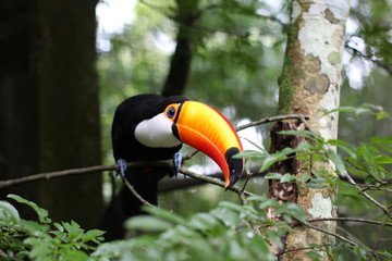 toucan on a branch