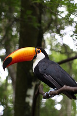 toucan on a branch