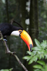 Naklejka premium tukan na gałęzi