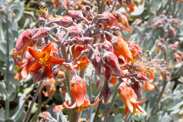 red flowers in the garden