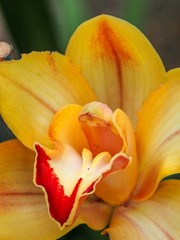 yellow orchid