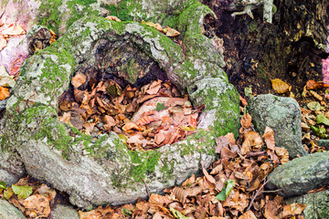Details of a beech forest in autumn