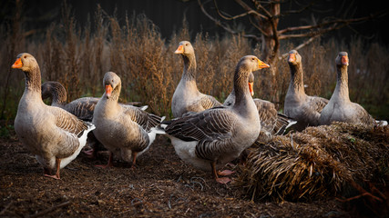 geese on farm