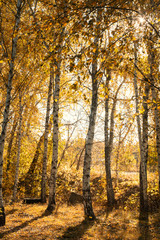 Birch forest in autumn Sunny day . The shadows falling on the Golden leaves.