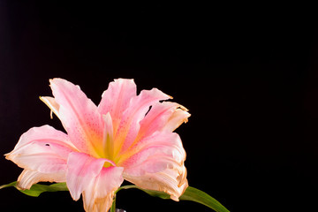 pink lily on black background with space