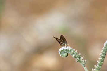 borboleta