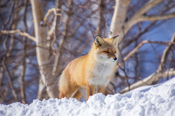 キタキツネ