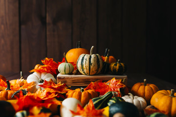 Group of colorful halloween decoration pumpkins at brown background