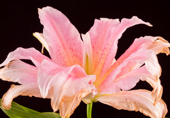 pink lily on black background close-up