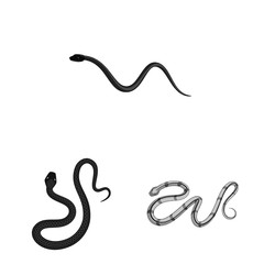 Vector design of harm and bite sign. Set of harm and reptile stock vector illustration.