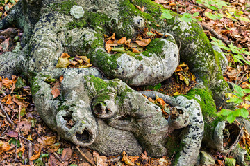 Details of a beech forest in autumn