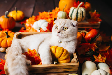 A Yellow baby British shorthair kitty with halloween pumpkins at brown autumn background