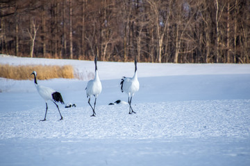 Obraz premium タンチョウ鶴のダンス