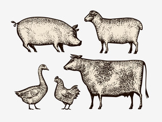 Farm animals hand-drawn. Sketch vintage vector illustration