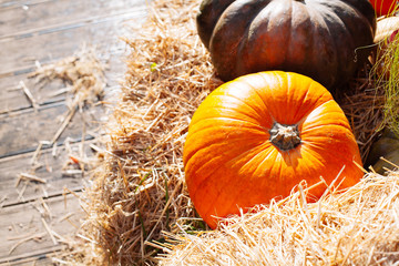 Pile of pumpkins sold at a market  for halloween.