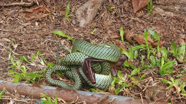 snake eating a bat by swallow all body