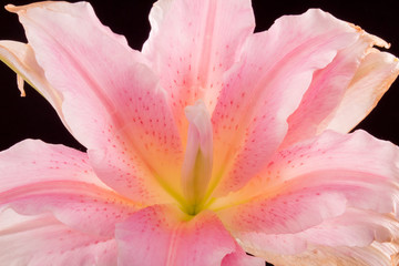 Center of pink lily flower close-up