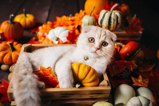 A Yellow baby British shorthair kitty with halloween pumpkins at brown autumn background