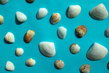 Pattern of colorful sea shells on blue background. Top view 