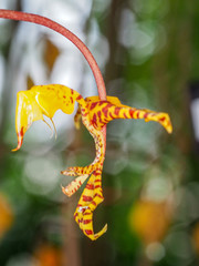 orchid 8