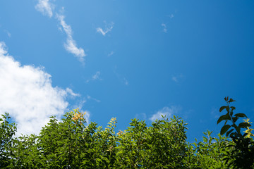 青空と雲と木々