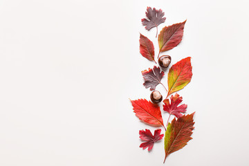 Beautiful autumn leaves and chestnuts on white background