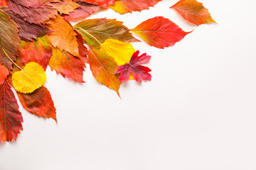 Naklejka na ściany i meble Beautiful autumn leaves on white background