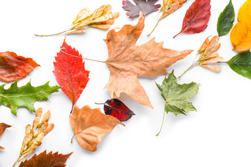 Beautiful autumn leaves on white background