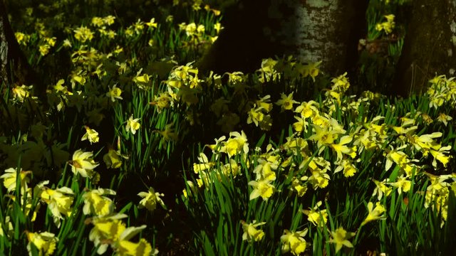 WILD DAFFODIL or LENT LILLY (Narcissus pseudonarcisus), Gorbeia Natural Park, Alava, Basque Country, Spain, Europe