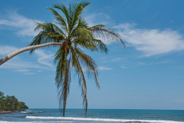 Fototapeta na wymiar Costa Rican Caribbean Palm Tree Paradise Beach