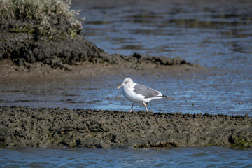 seagull on the beach