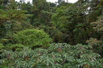 Costa Rican Forest Green Trees