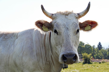 Ein junges weißes Charolais Rind mit Hörnern und Glocke